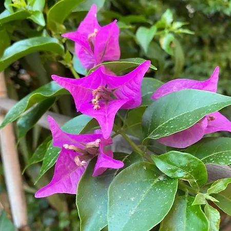 Bed and breakfast Tequila 3*